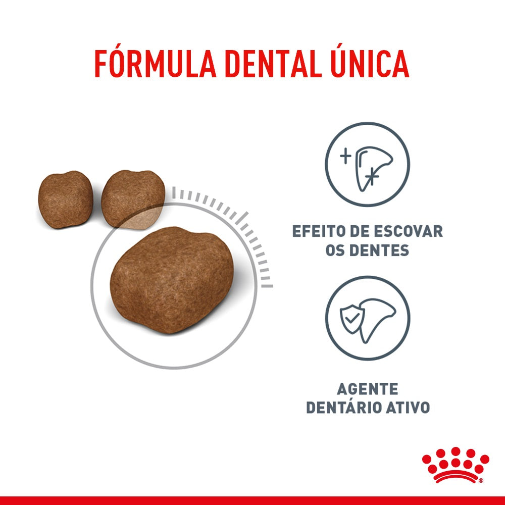 Royal Canin Dental Care – Ração Completa para Gatos Adultos